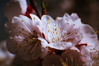Kayısı çiçek açması yakın çekim bir gökyüzü arka plan üzerinde.