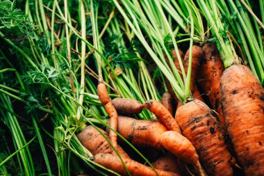 Ahşap arka plan üzerinde taze havuç yakın çekim.