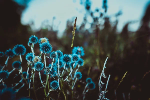 Μπλε Λουλούδια Echinops Φόντο Φύση — Φωτογραφία Αρχείου