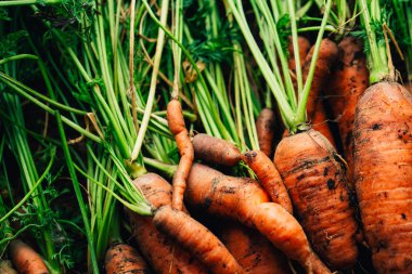 Ahşap arka plan üzerinde taze havuç yakın çekim.