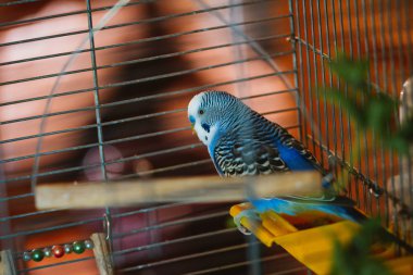 yakın çekim bir kafes içinde dalgalı mavi papağan.