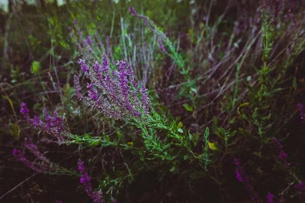 Purpurfarbener Lavendel Auf Dem Hintergrund Eines Feldes — Stockfoto