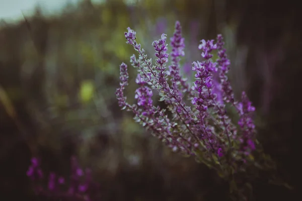 Purpurfarbener Lavendel Auf Dem Hintergrund Eines Feldes — Stockfoto