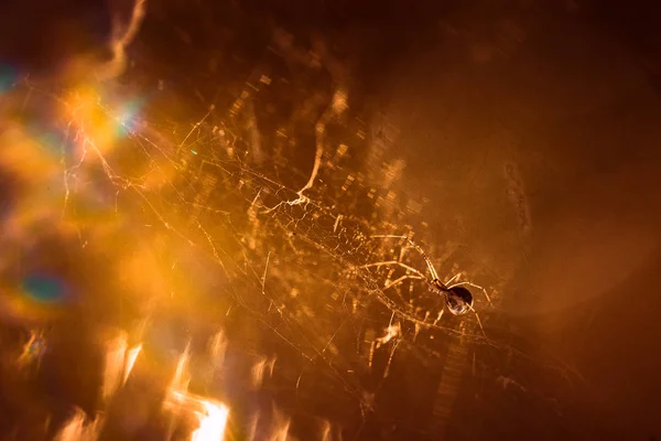 Spider Sitting Cobweb Close — Stock Photo, Image