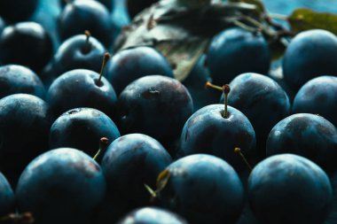 mavi arka plan üzerinde birçok taze erik yakın çekim.