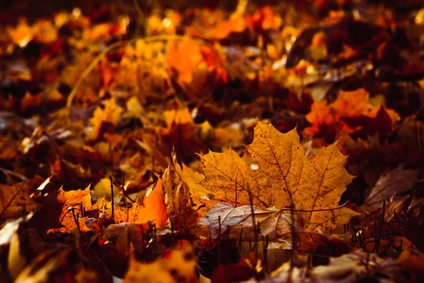Oranžová Žlutá Strom Listí Lesní Podzimní Krása Přírody — Stock fotografie