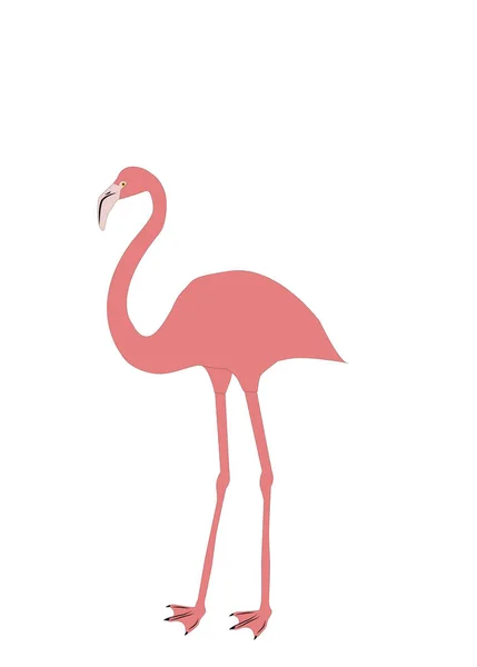 Illustration Flamant Rose Oiseau Sur Fond Blanc — Image vectorielle