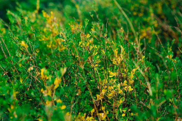 Landscape Bushes Grass Sky — Stock Photo, Image