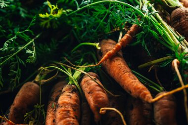 Ahşap arka plan üzerinde Bahçe yakın çekim üzerinden taze havuç.