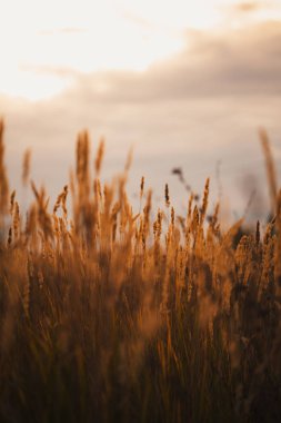 güzel sonbahar alan birkaç yakın kadar spike.