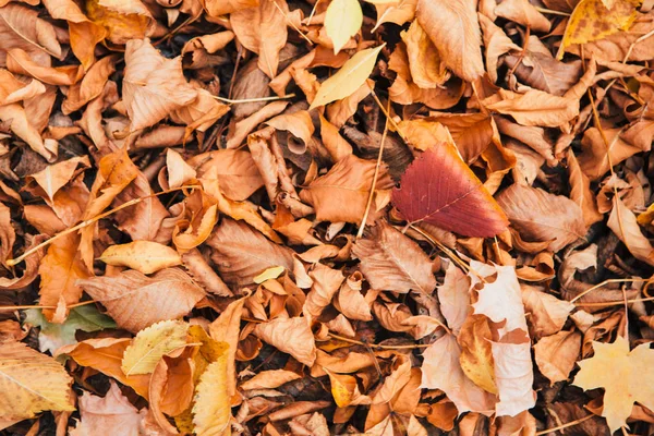 Coloré Rouge Orange Feuilles Automne Gros Plan — Photo