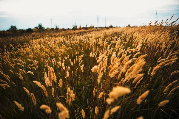 Bellissimo Campo Autunnale Diversi Picco Vicino — Foto Stock