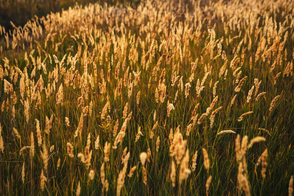 Bellissimo Campo Autunnale Diversi Picco Vicino — Foto Stock