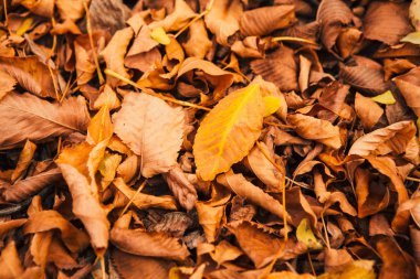 yakın renkli kırmızı turuncu sonbahar yaprakları.