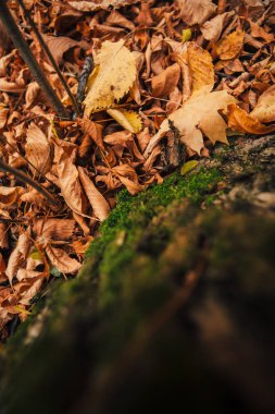 sonbahar ağaçları yeşil yosun yakın çekim.