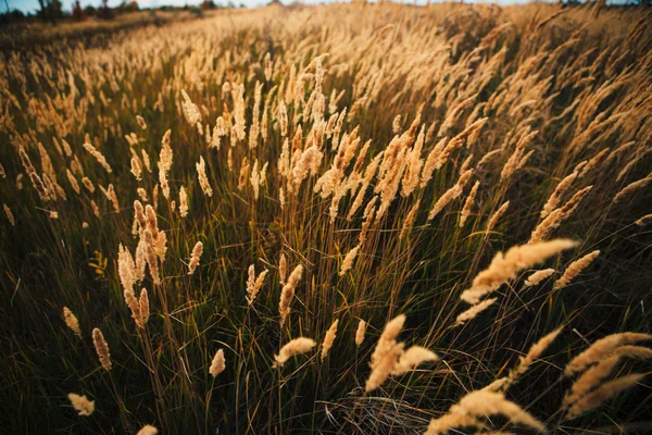 Bellissimo Campo Autunnale Diversi Picco Vicino — Foto Stock