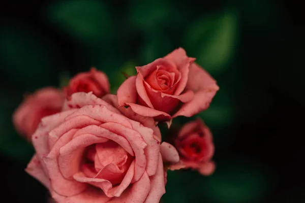 Bela Pequena Rosa Closeup Jardim — Fotografia de Stock