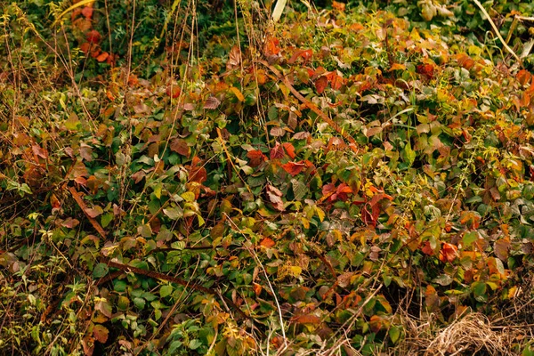 Orange Yellow Tree Leaf Forest Autumn Beauty Nature — Stock Photo, Image