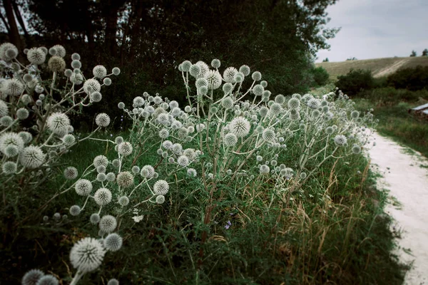 Luz Flores Azuis Echinops Fundo Natureza — Fotografia de Stock