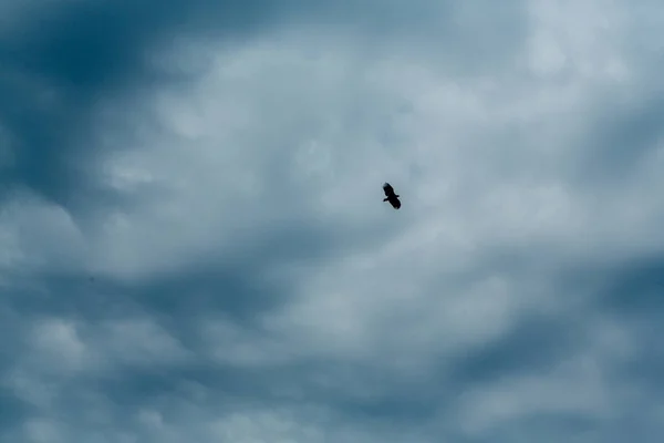 Águia Voando Alto Céu Azul — Fotografia de Stock