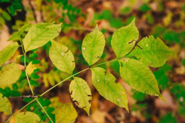 yakın renkli kırmızı turuncu sonbahar yaprakları.