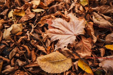 yakın renkli kırmızı turuncu sonbahar yaprakları.
