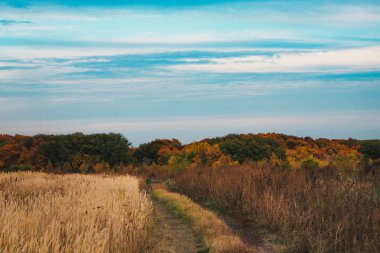 güzel sonbahar alan birkaç yakın kadar spike.