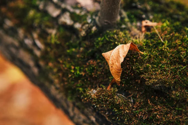 Musgo Verde Árvores Outono Fechar — Fotografia de Stock