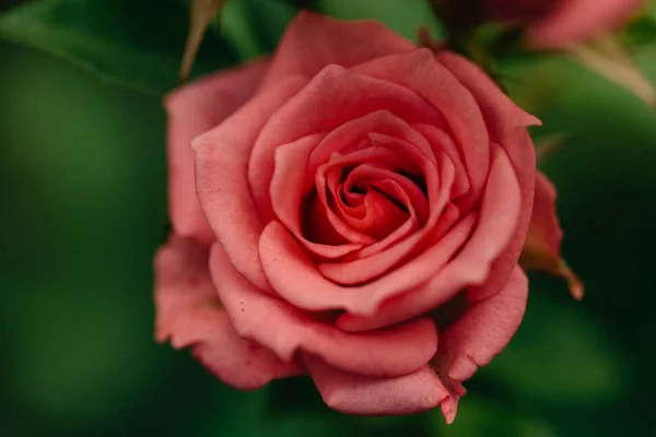 Bela Pequena Rosa Closeup Jardim — Fotografia de Stock