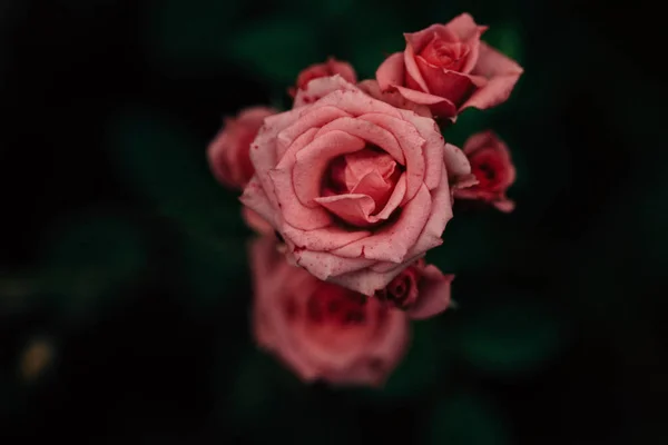 Bela Pequena Rosa Closeup Jardim — Fotografia de Stock