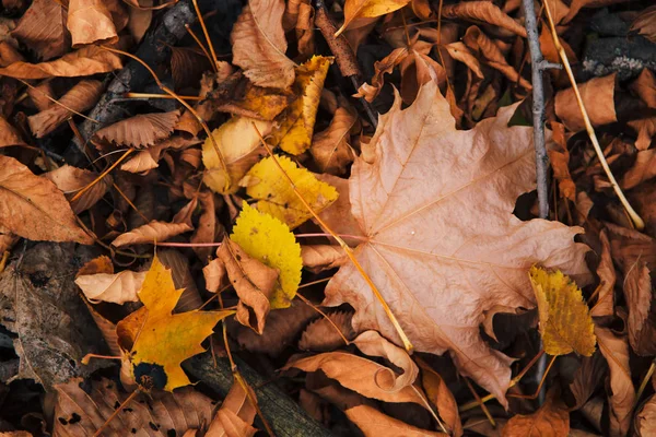 Цветные Красные Оранжевые Осенние Листья — стоковое фото