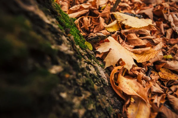 Musgo Verde Los Árboles Otoño Cerca — Foto de Stock