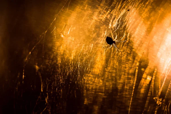 Spider Sitting Cobweb Close — Stock Photo, Image