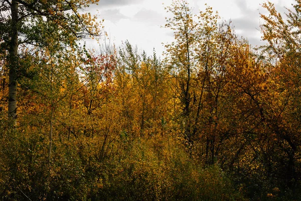 Laranja Amarelo Árvore Folha Floresta Outono Beleza Natureza — Fotografia de Stock