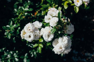 Yeşil Doğa arka plan üzerinde beyaz çiçekler.