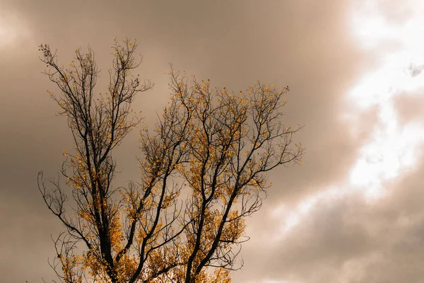 Oranžová Žlutá Strom Listí Lesní Podzimní Krása Přírody — Stock fotografie