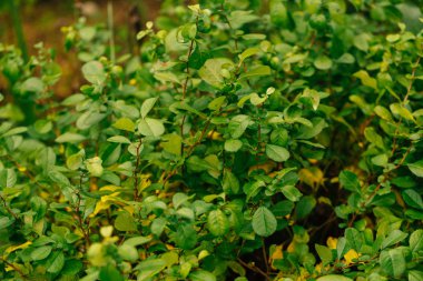 yakın renkli koyu yeşil sonbahar yaprakları.