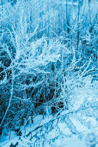 Bosque Invierno Ramas Nieve Durante Día —  Fotos de Stock