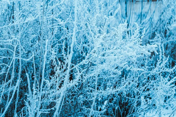 冬天的森林和树枝在雪在白天 — 图库照片