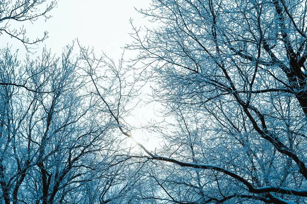 Winter Forest Branches Snow Day — Stock Photo, Image