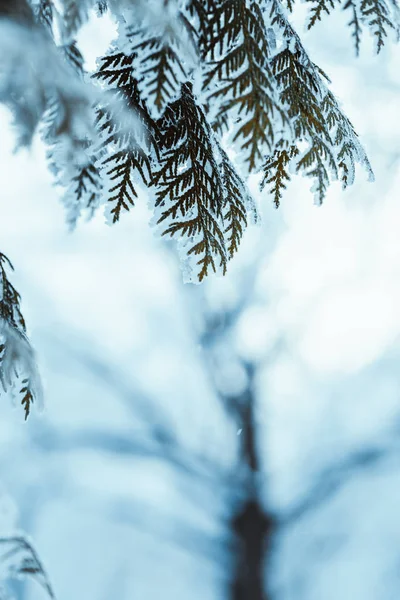 Winterhelle Dunkelgrüne Lärchenzweige Schnee — Stockfoto
