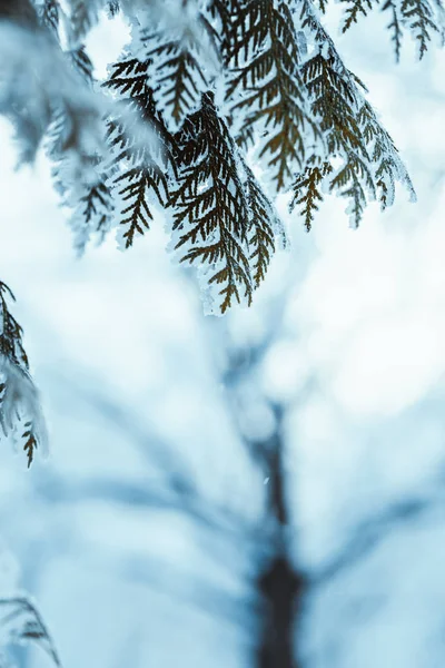 Invierno Luz Verde Oscuro Alerce Ramas Nieve — Foto de Stock