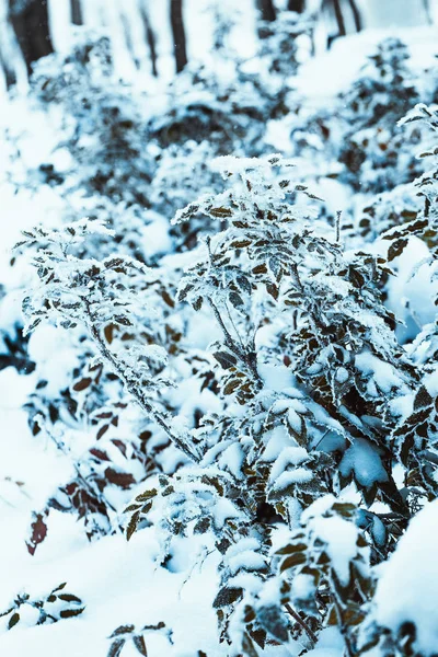 Berberisfamilie Close Van Takken Sneeuw — Stockfoto