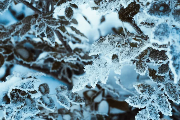 巴宝莉关闭树枝在雪中 — 图库照片