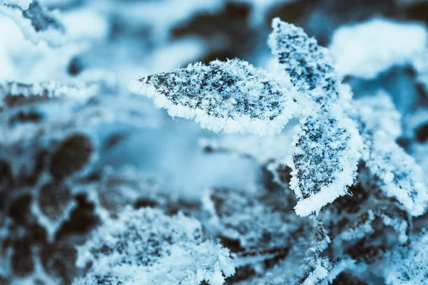 Agracejo Cerca Ramas Nieve — Foto de Stock