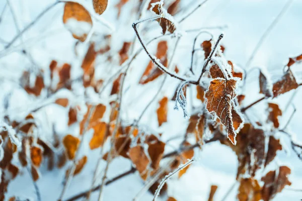 Yellow Leaves Branches Hoarfrost Winter — Stock Photo, Image