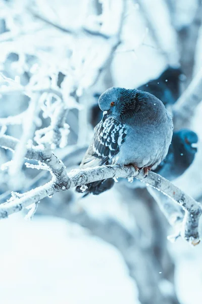 Palomas Sentadas Encorvadas Una Rama Día Invierno —  Fotos de Stock