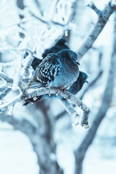 Palomas Sentadas Encorvadas Una Rama Día Invierno —  Fotos de Stock