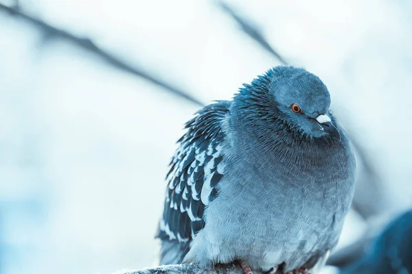鸽子在树枝上栖息在冬季的下午 — 图库照片