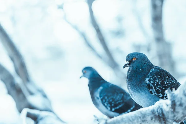 Tauben Sitzen Wintertag Gebückt Auf Einem Ast — Stockfoto